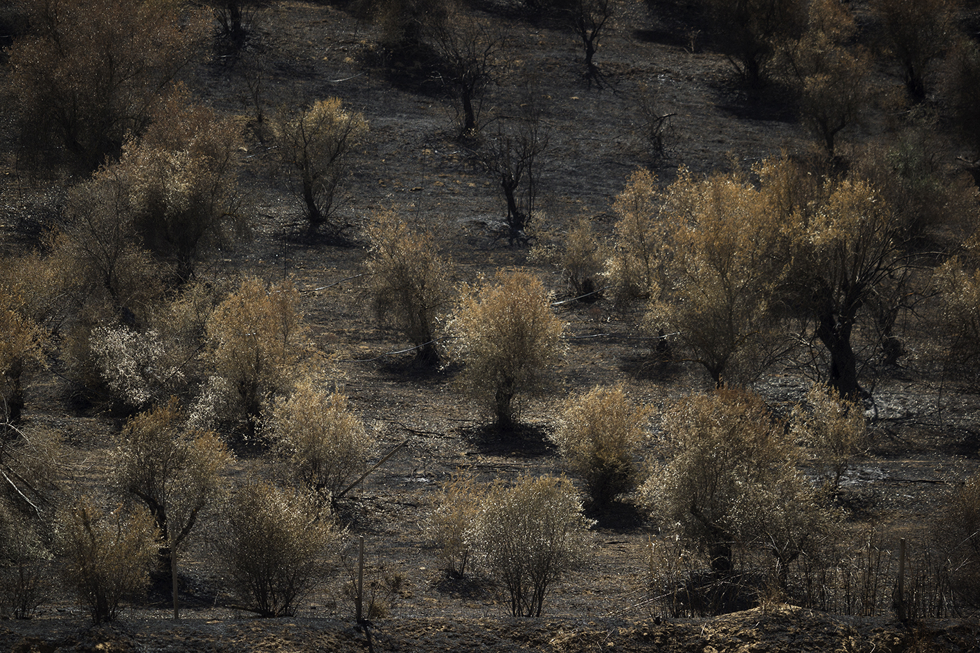  Niscemi (CL), Giugno 2017. Alberi incendiati all’interno della riserva naturale Sughereta di Niscemi. Ogni estate in Sicilia si verificano numerosi incendi che spesso colpiscono anche le aree protette. © Chiara Faggionato  