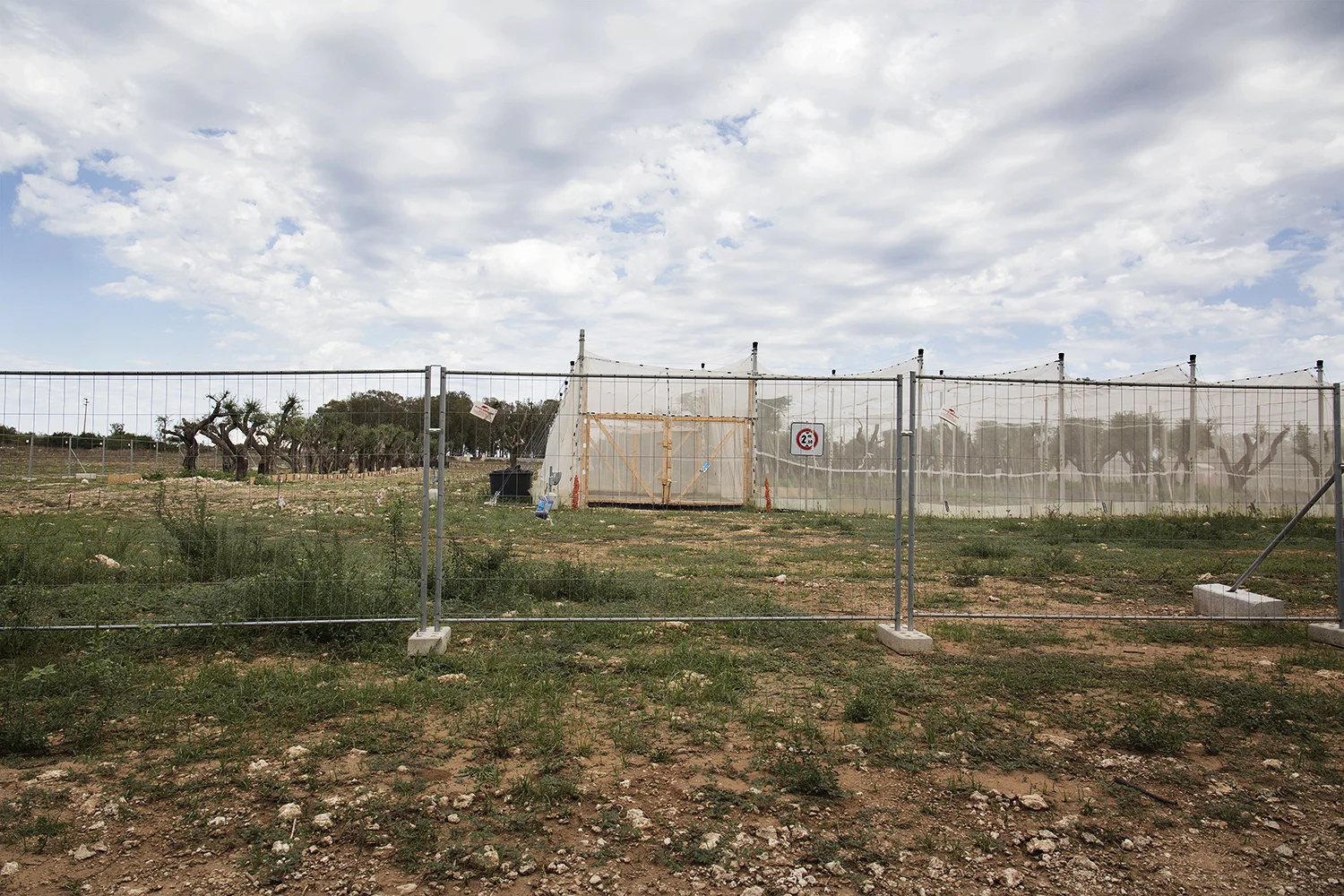 Masseria del Capitano. Sito di stoccaggio dei 211 ulivi spostati dall’area di cantiere. La masseria è vigilata da forze di polizia che per mesi hanno vietato l’accesso a parenti e amici dei proprietari. Melendugno, Settembre 2017. © Giuseppe Laera