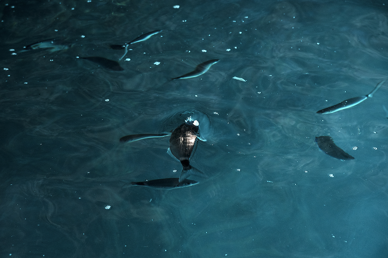  42° 06’ 51” N , 15° 28’ 45” E Grotta delle Rondinelle, San Domino, Isole Tremiti  Frammenti di polistirolo galleggianti in superficie, vengono scambiati per cibo e ingeriti dai pesci. 