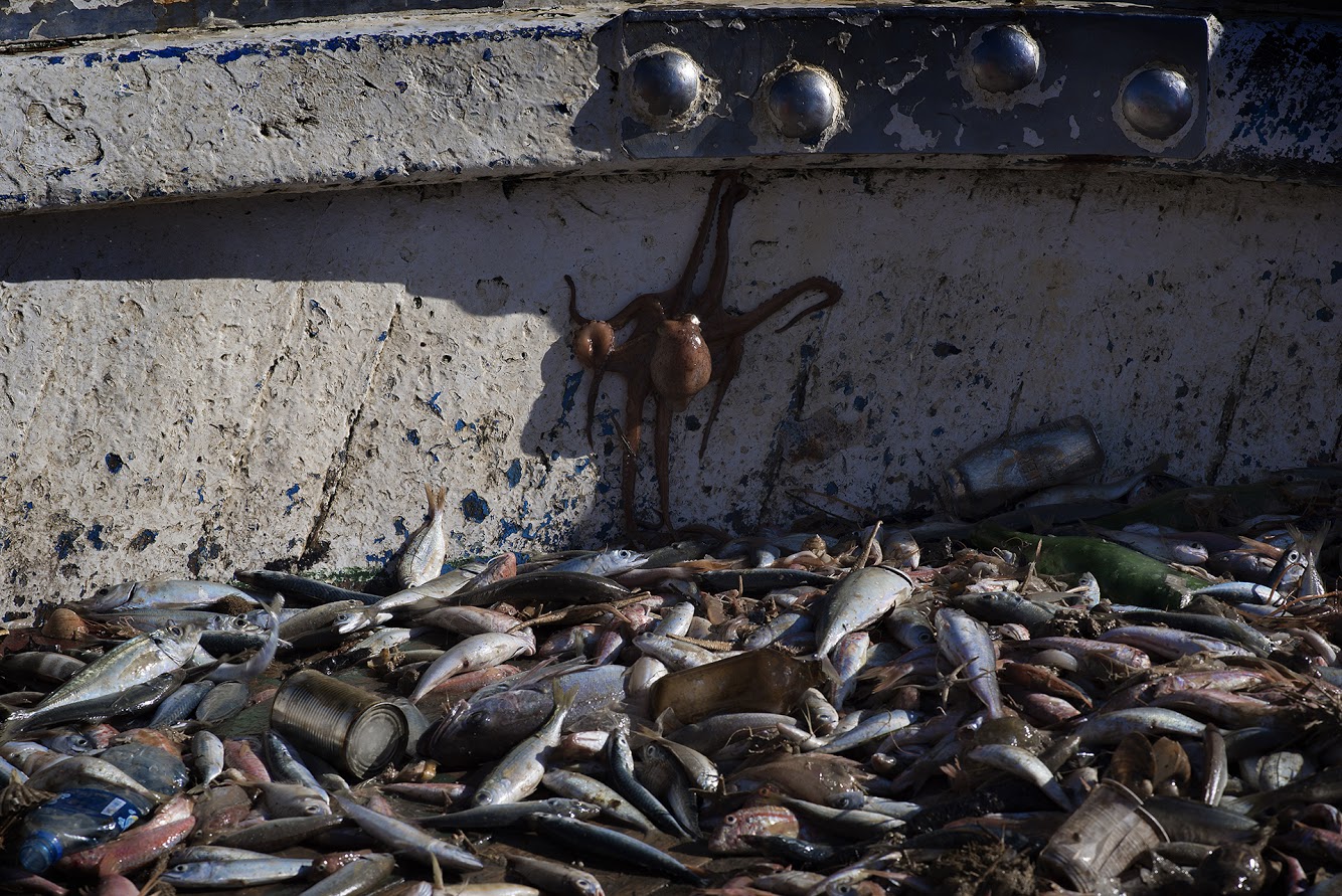  41° 37’ 32” N , 15° 55’ 02” E Manfredonia, Promontorio del Gargano  Salpata di reti, del peschereccio “Conoscitore” di Michele Conoscitore. Il 12 luglio 2018 i pescherecci che hanno aderito alla campagna di Clean Sea Life, in poche ore hanno salpato