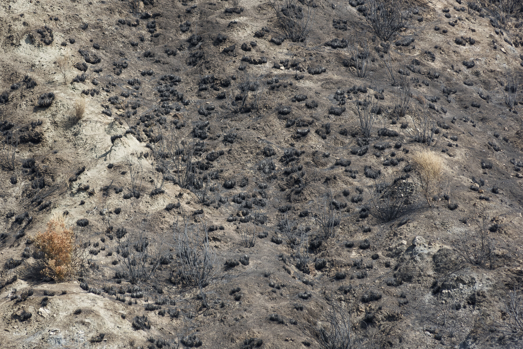  Un terreno bruciato da un incendio nei pressi di Condofuri Superiore, ai confini del Parco Nazionale dell’Aspromonte, 4 agosto 2018.Dopo un incendio, ci vogliono circa trent’anni perché la foresta ricresca; nel 2017, un sesto della superficie boschi