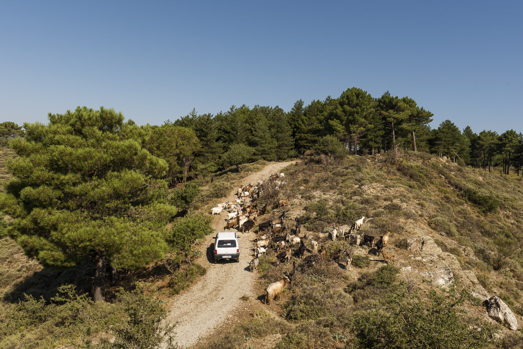  Nino Nucera (41), pastore-sentinella di Bova, pascola il suo gregge guidando una vecchia Fiat Panda 4x4, nel Parco Nazionale dell’Aspromonte il 6 agosto, 2018.Nino è uno dei pastori coinvolti dalle autorità del parco nell’attività di avvistamento de