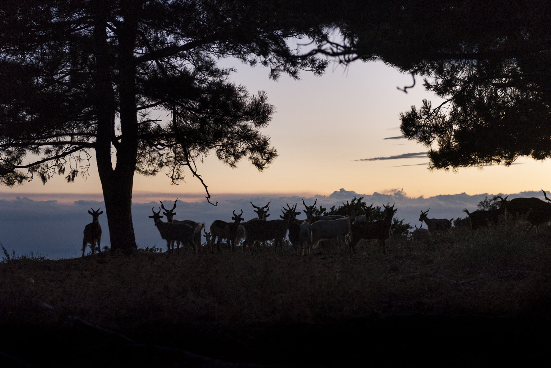  Il gregge di capre dell’Aspromonte di Nino Nucera (41), pastore-sentinella di Bova, nel Parco Nazionale, il 16 agosto 2018.© JACOPO LA FORGIA / MICHELE SPATARI 