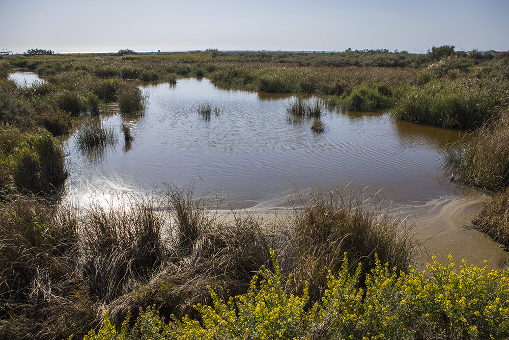  Pozze stagnanti inquinate, nel parco della foce del fiume volturno, nel quale sfociano i regi lagni, non che diversi scarichi abusivi industriali e civili, e soggetto per anni di sversamenti tossici. 