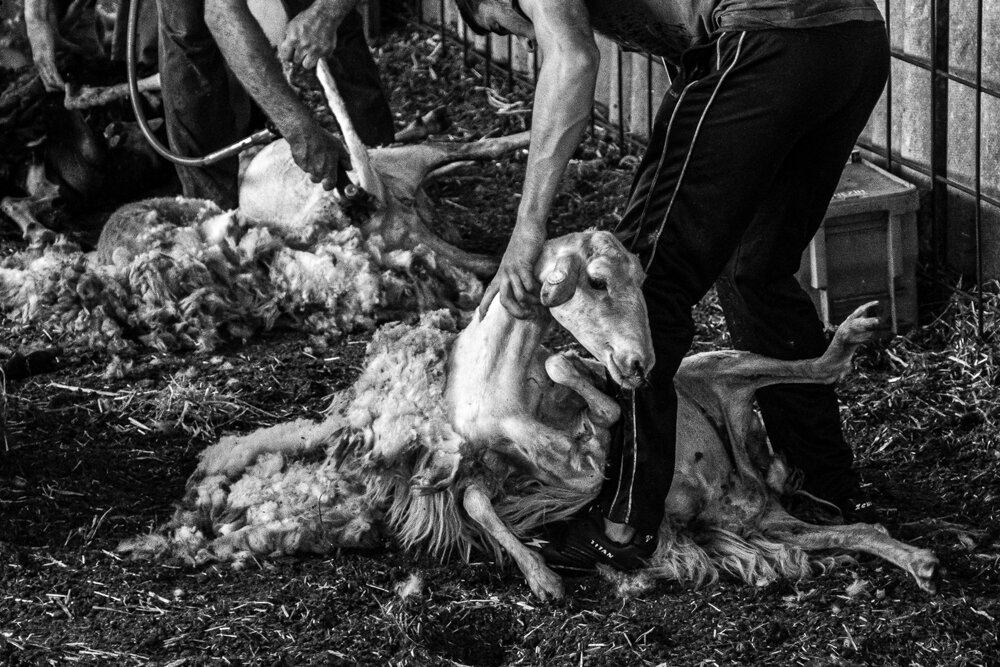  Tosatura delle pecore a Sarroch (Cagliari), 2019.Secondo il medico veterinario di Sarroch, Giuseppe Scioni,  non si riscontrano problemi di salute negli animali domestici, neanche nelle greggi che pascolano nei terreni limitrofi alla raffineria. 