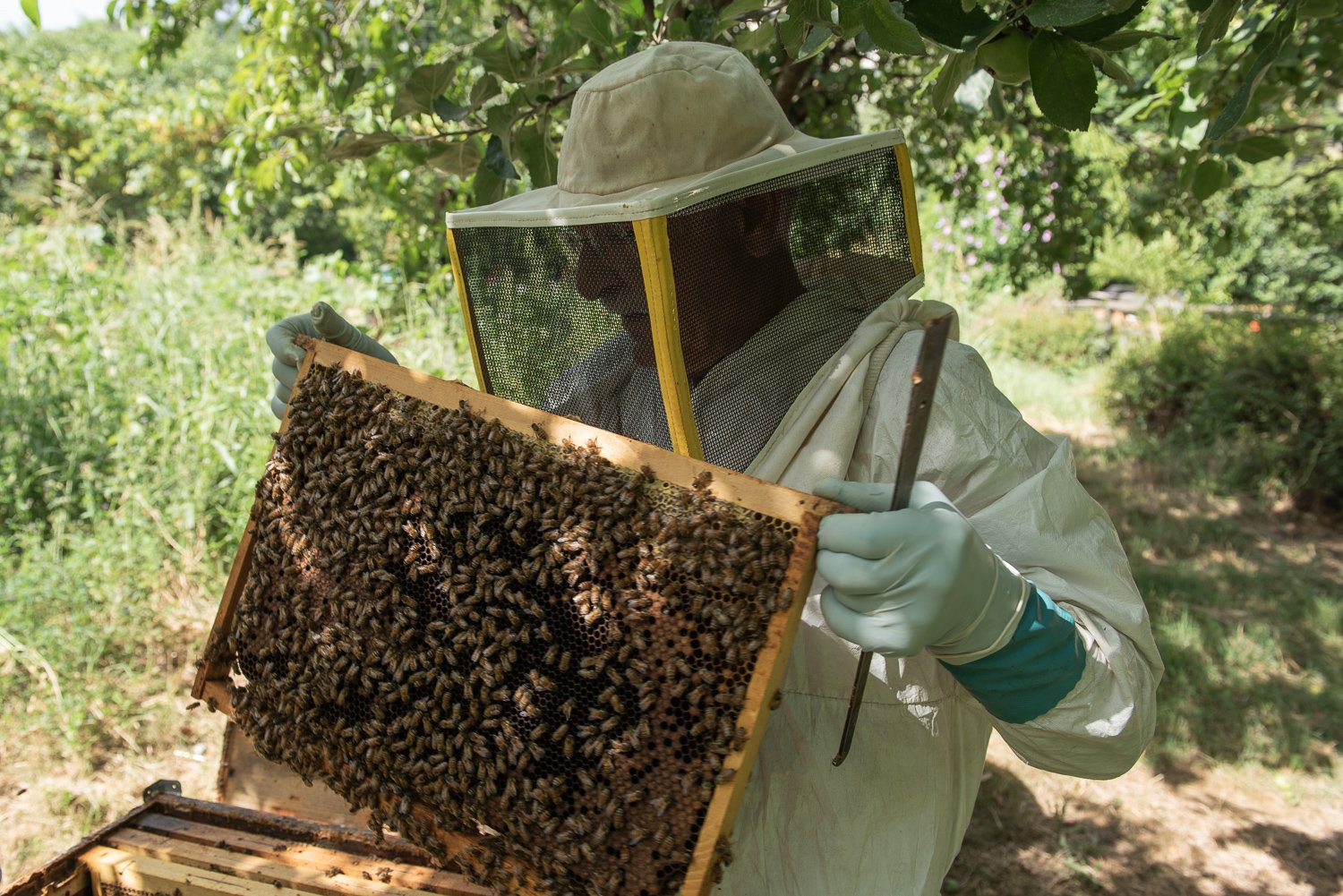  Tiziano Gardi, già docente di Apicoltura presso la UNIPG (Università degli Studi di Perugia)  ed esperto apistico nazionale su nomina del Ministero dell’Agricoltura e della Sovranità Alimentare e Forestale (MASAF), nel suo apiario per la selezione g