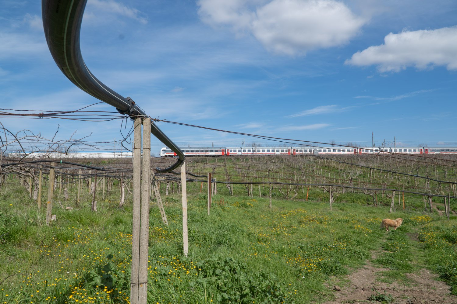  L’azienda agricola Ceglia, confinante con la linea ferroviaria Roma-Velletri e con il centro logistico di Amazon, sarà quella più colpita dalle emissioni inquinanti dell’impianto di termocombustione che sorgerà a pochi metri dal suo terreno agricolo