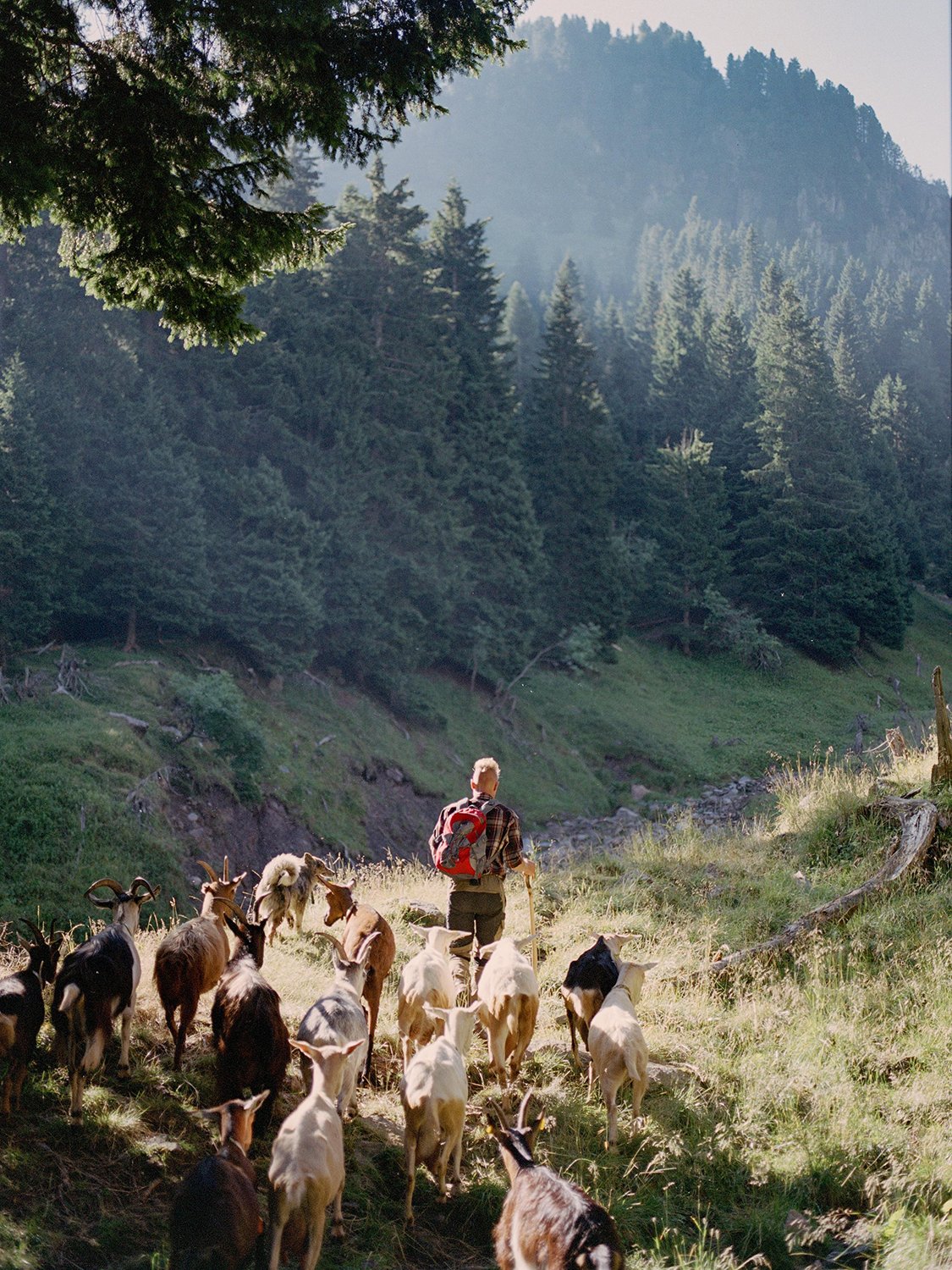  Il pascolo di Nichi Nones si trova in una delle zone più turistiche del Trentino. Per questo si rifiuta di usare i cani da protezione: il rischio che attacchino esseri umani è troppo elevato, Val di Fiemme, agosto 2023 
