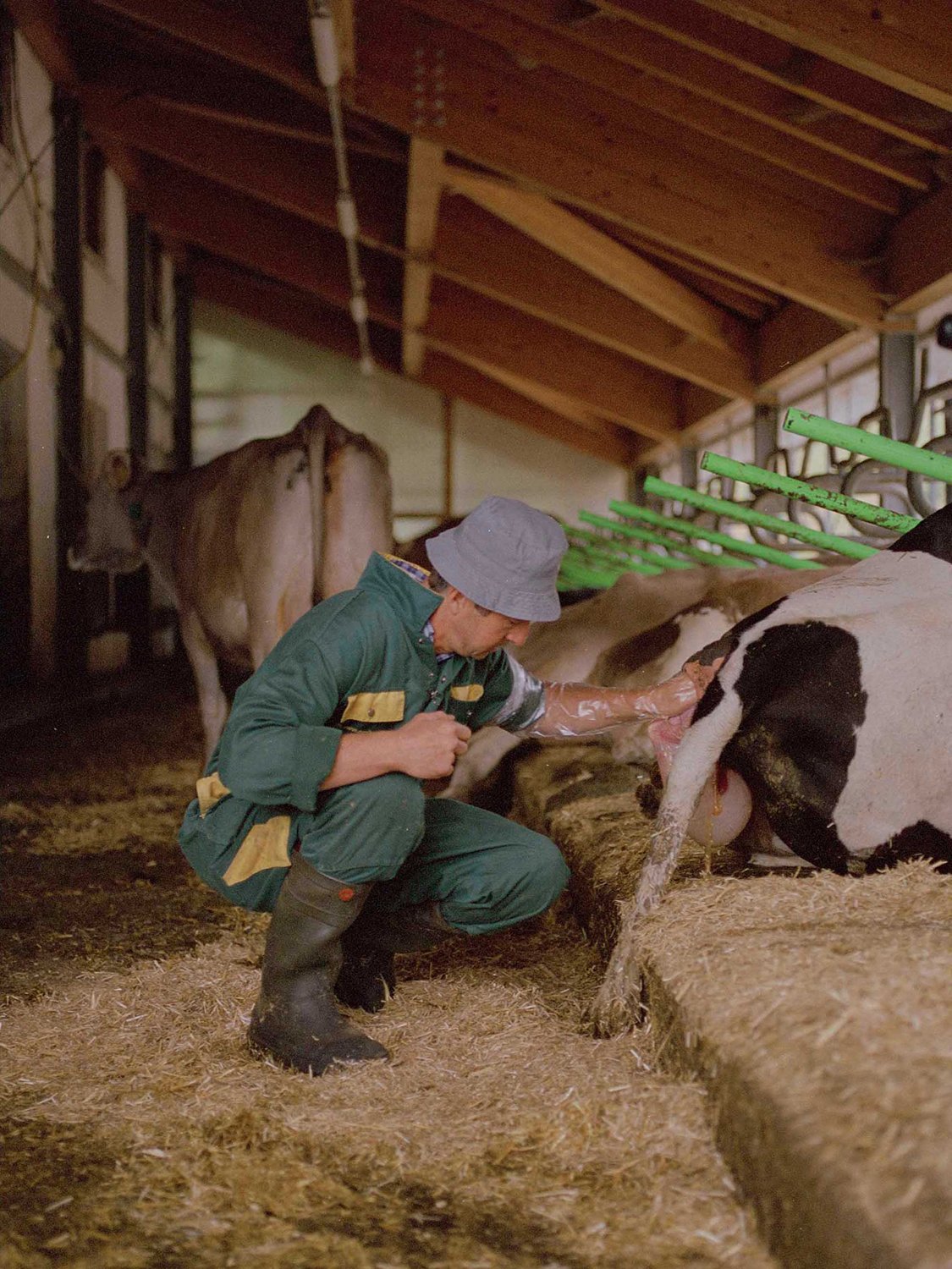  Giacomo Broch, presidente della Federazione degli Allevatori della Provincia di Trento, aiuta una vacca durante il parto, Passo Cereda, agosto 2023 