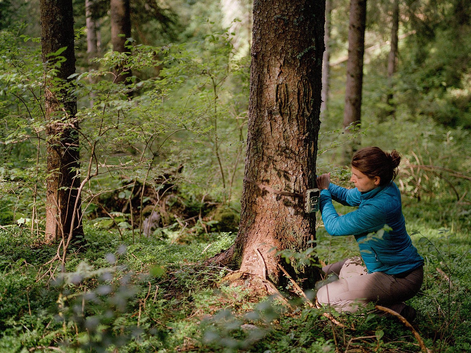  Giulia Bombieri, ricercatrice del MUSE-Museo delle Scienze di Trento e partner di LifeWolfAlps EU, piaz- za una fototrappola in un bosco sopra Trento. La fototrappola è una tecnologia fondamentale per conoscere il numero di lupi di un determinato te