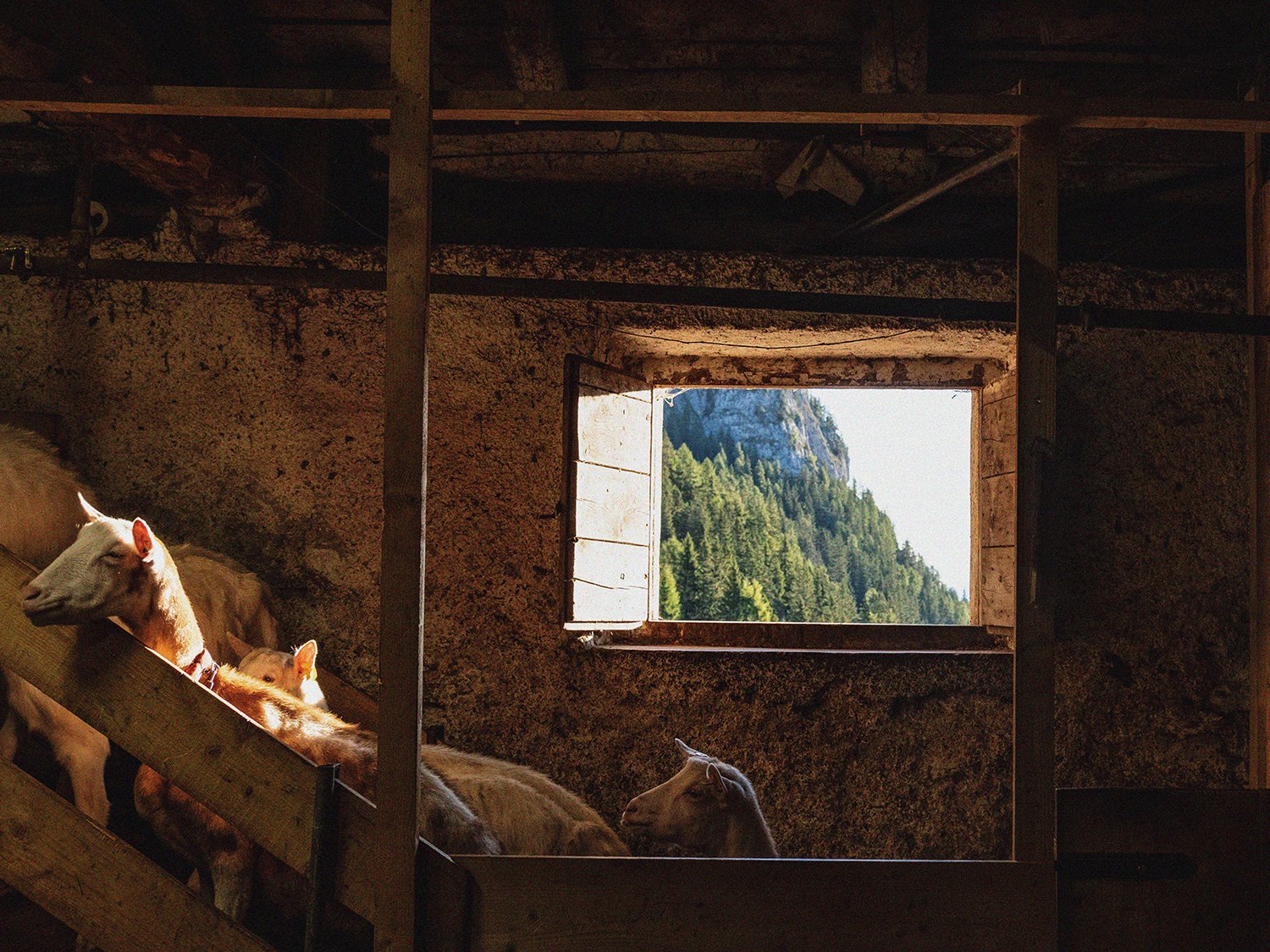  A Malga Tuena, nel Parco Naturale Adamello Brenta, il gregge resta in alpeggio da maggio a settembre, Parco Adamello Brenta, agosto 2023 