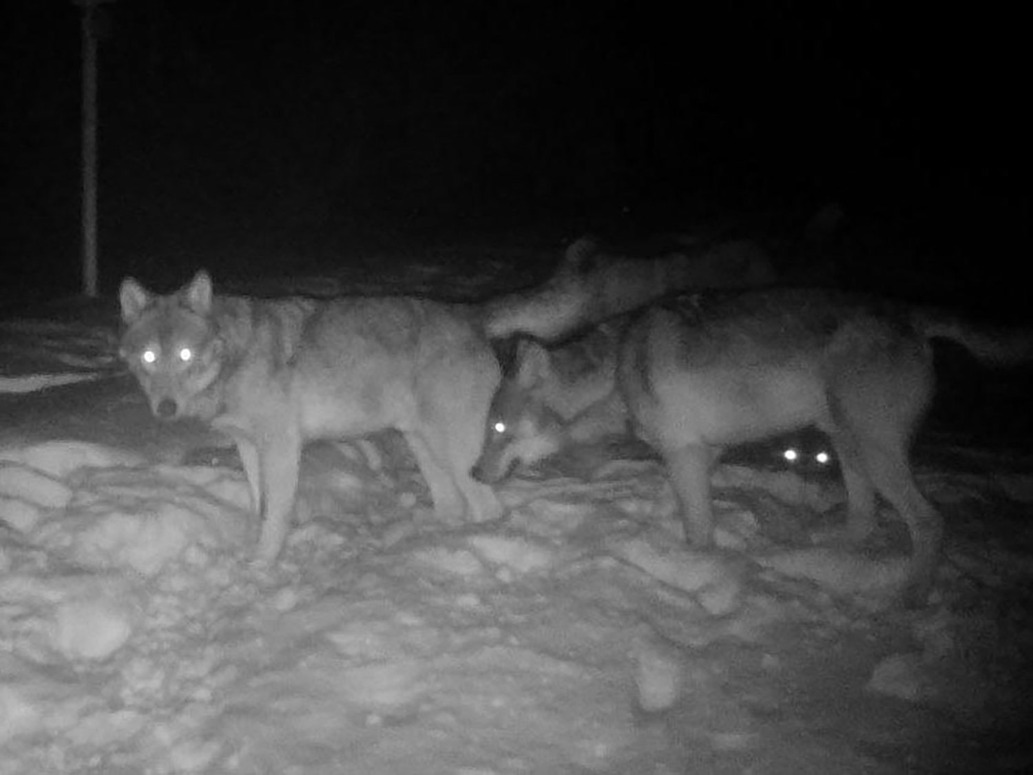  Tre lupi catturati da una fototrappola del MUSE, Val di Fassa, febbraio 2023 