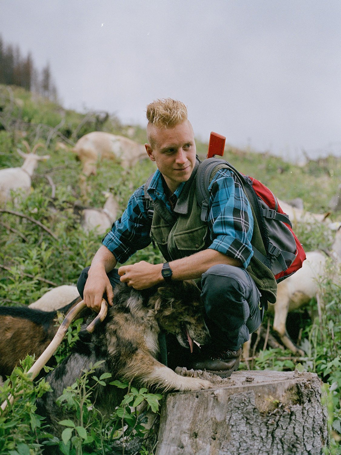  Nichi Nones con il suo cane pastore al pascolo. Secondo questo giovane allevatore il numero di lupi va ridotto, se non azzerato del tutto, Val di Fiemme, agosto 2023 