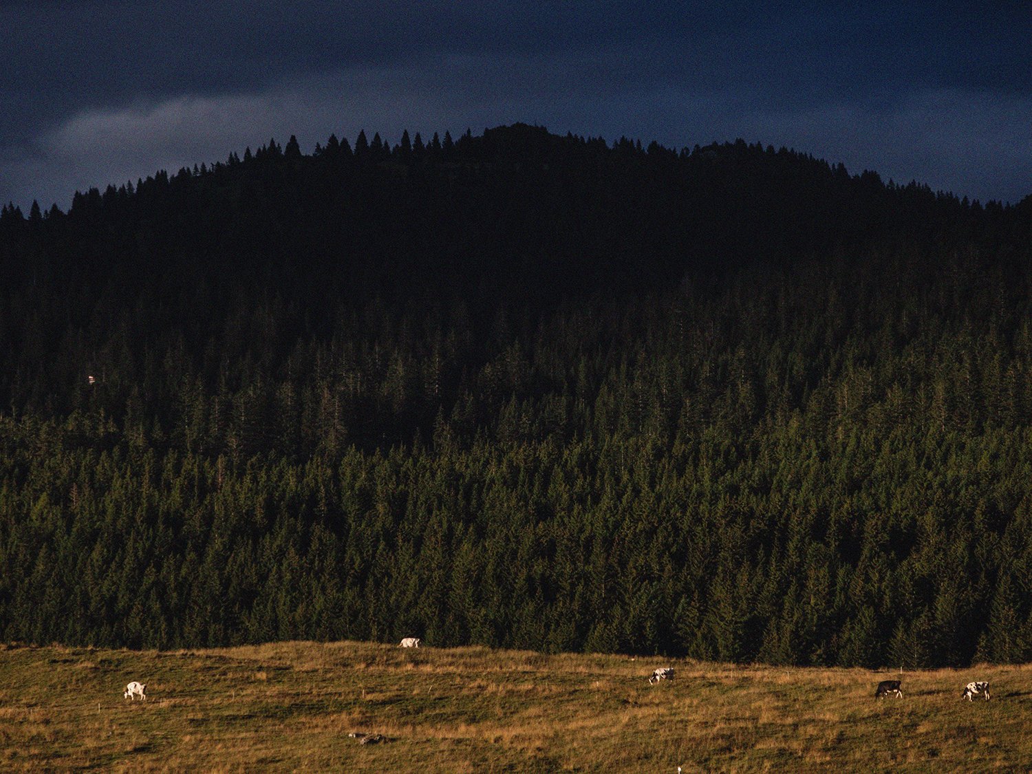  Vacche al pascolo sull’altopiano di Vezzena, Altopiano di Vezzena, agosto 2023 