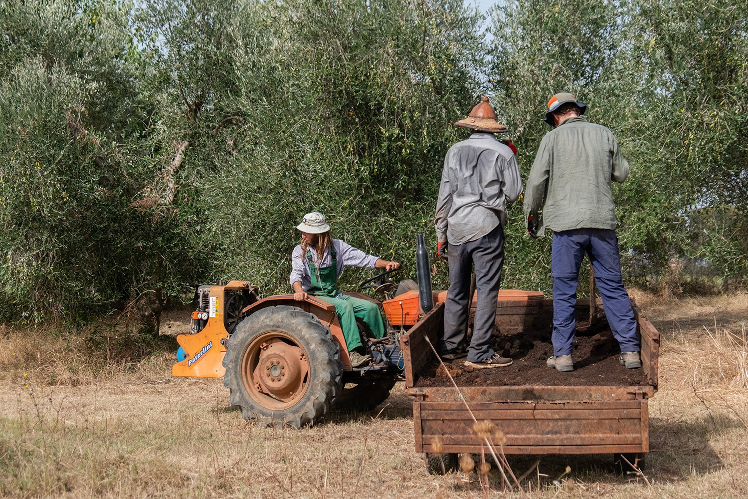  Francesco Ramundo con i collaboratori della cooperativa che lavorano nei campi con la sansa ricavata dalle olive distribuendola sui terreni agrari. Roma, 2023 