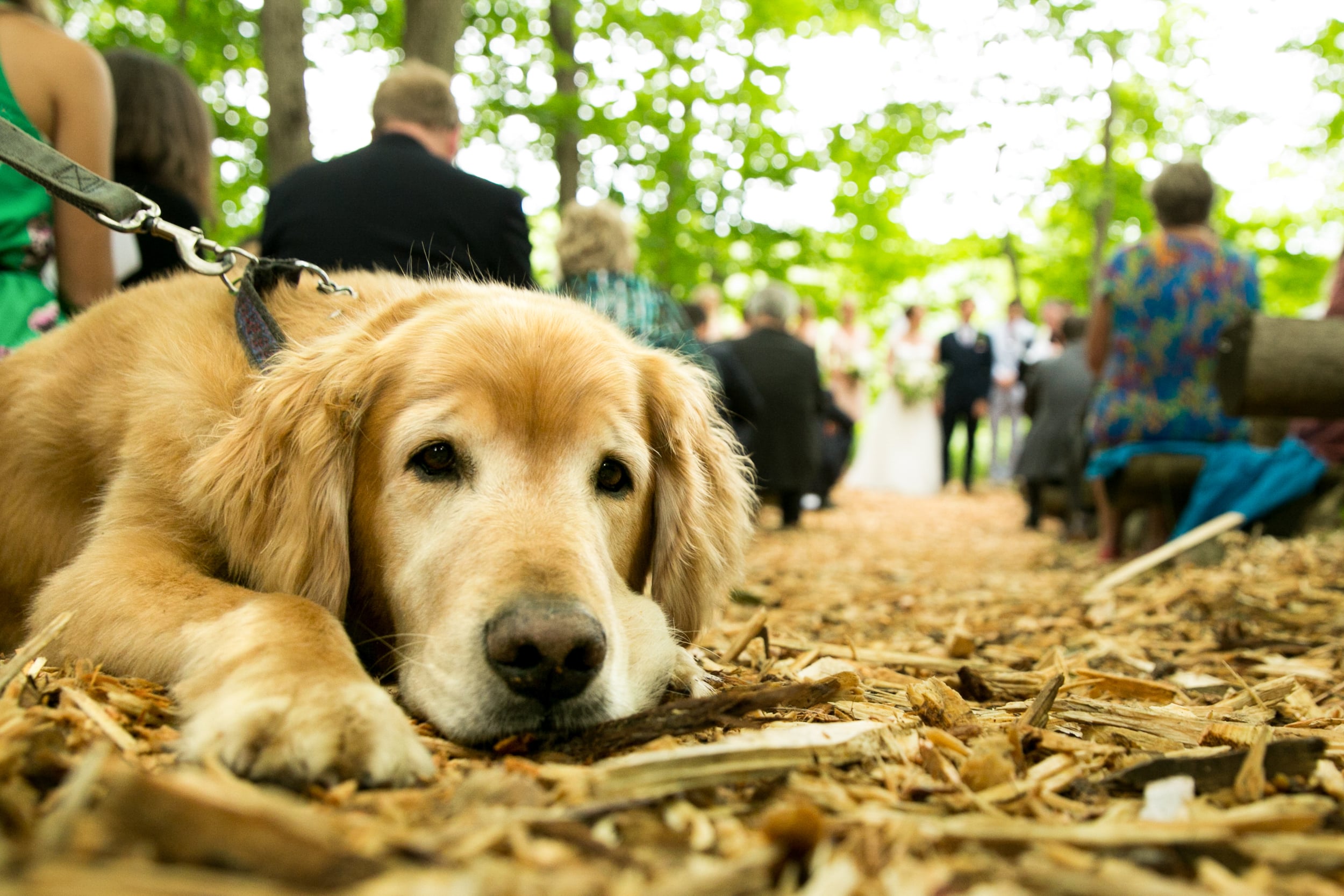 dog watches wedding ceremony (Copy)