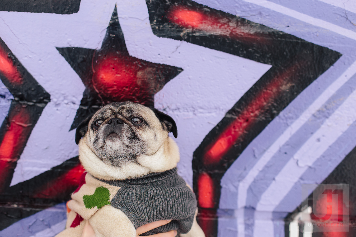 Engagement shoot with the couples pug in front of a graffiti wall in Ottawa