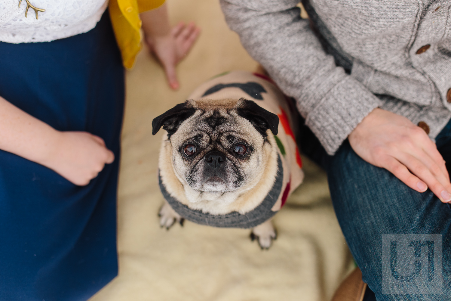 Engagement shoot of the couple sitting with their pug