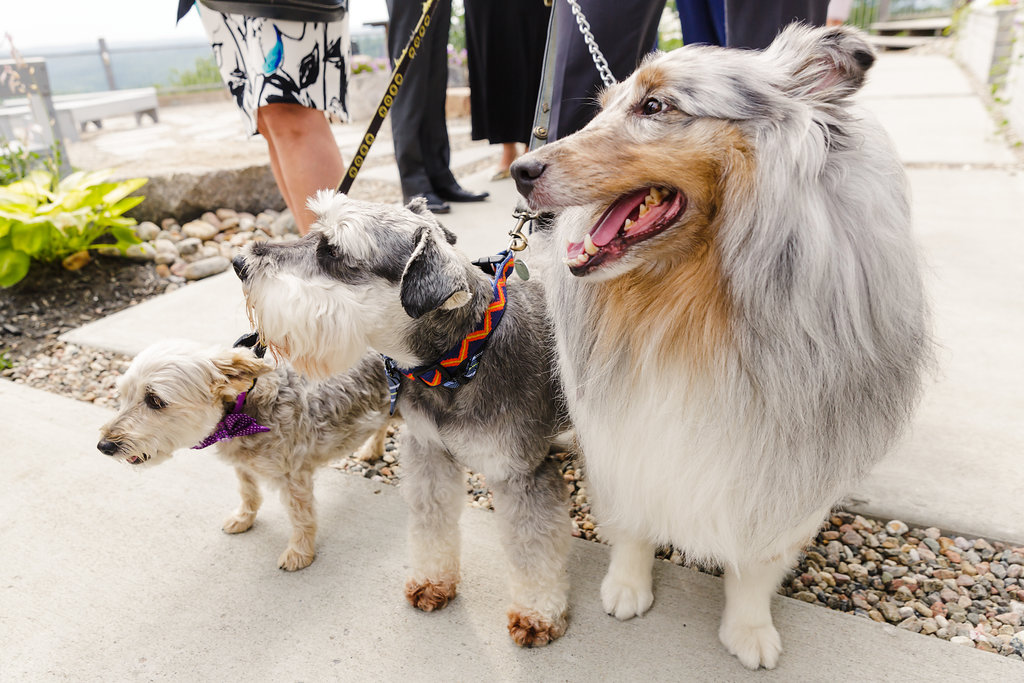 dogs at a wedding