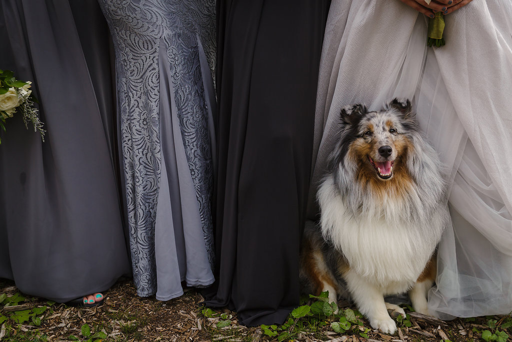bridesmaids plus dog