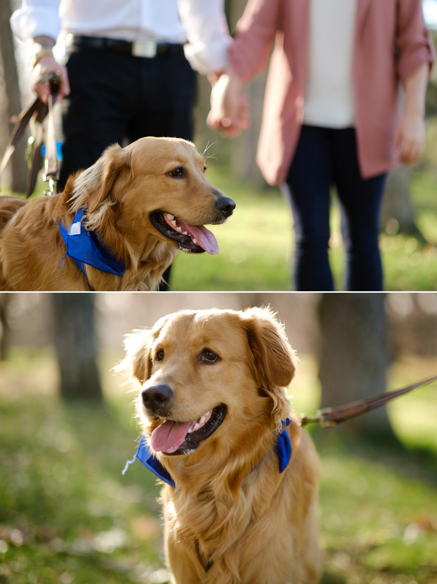 a dog at an engagement shoot