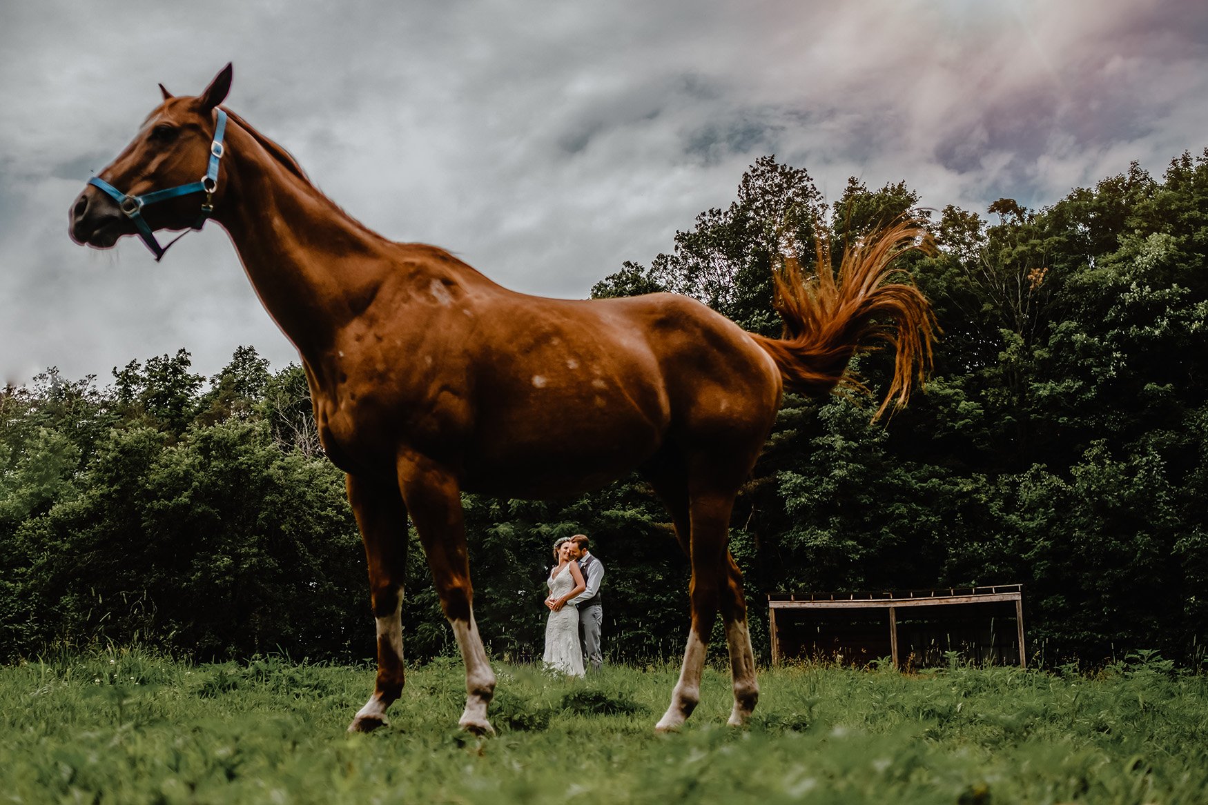 bride and groom pose with the brides horse in metcalf ontario (Copy)