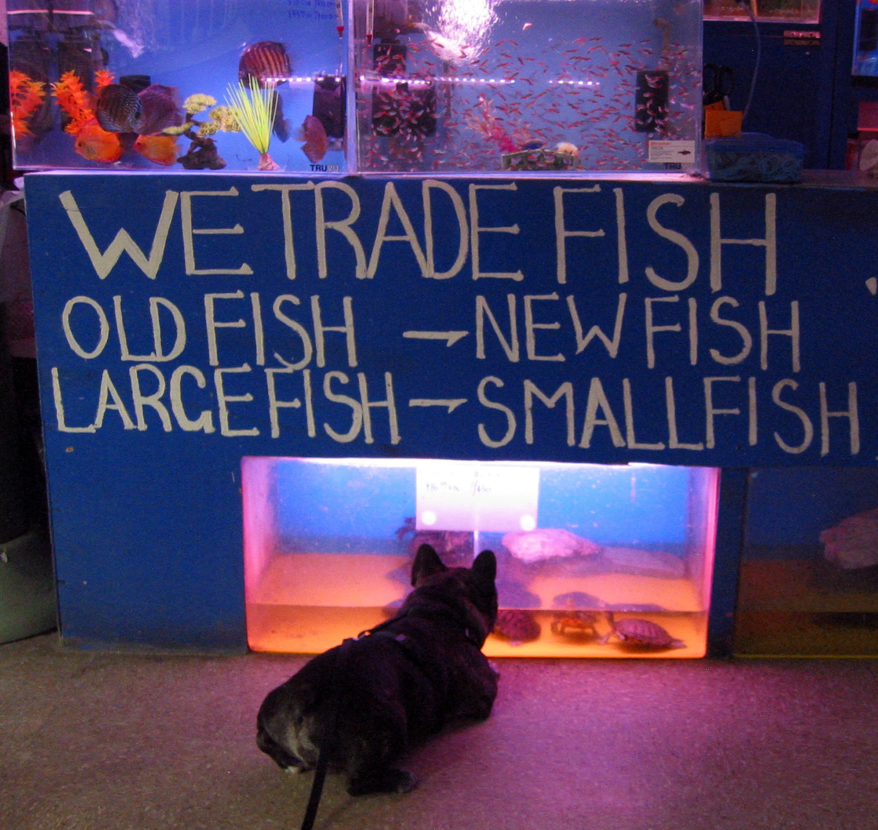 Alfred at the pet store