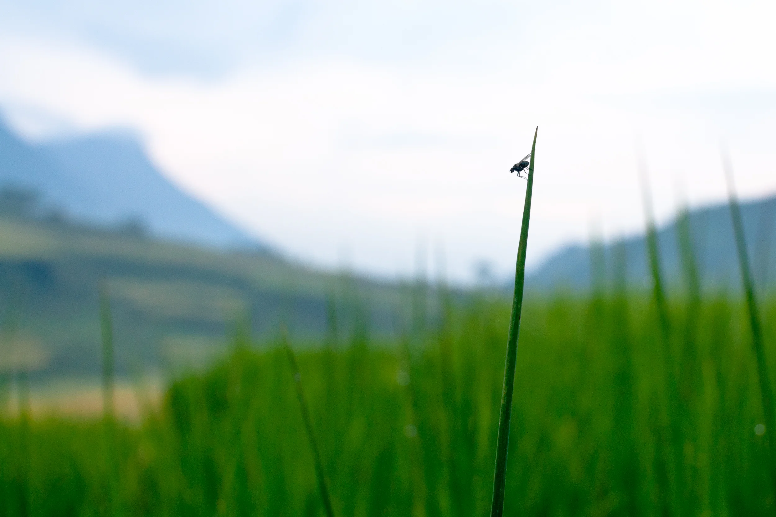 20090831-DSC07797.jpg