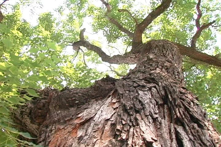 justatree.jpg