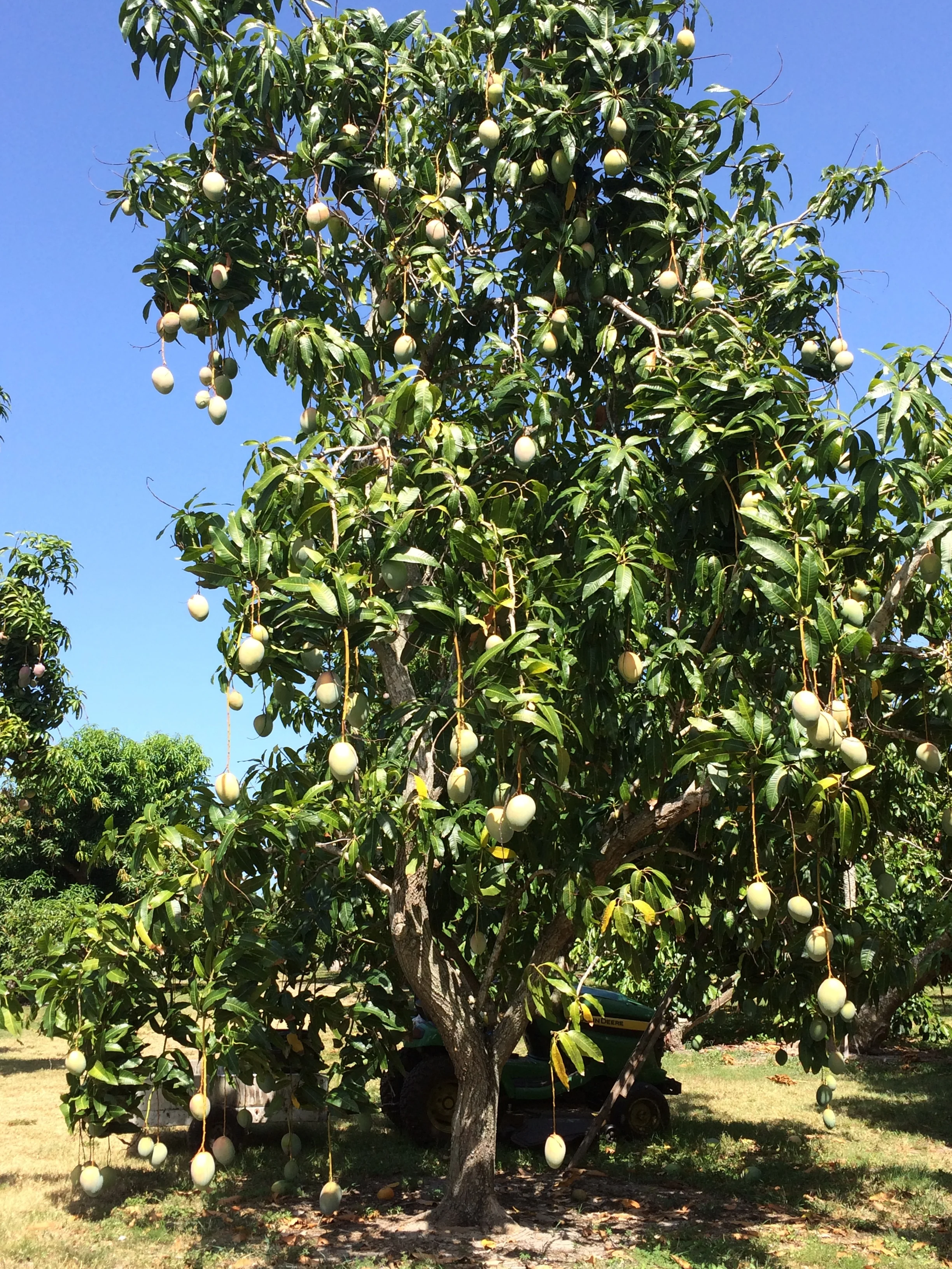 Gorgeous and loaded mango tree!