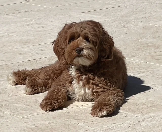 Poppy lays down in driveway.jpg