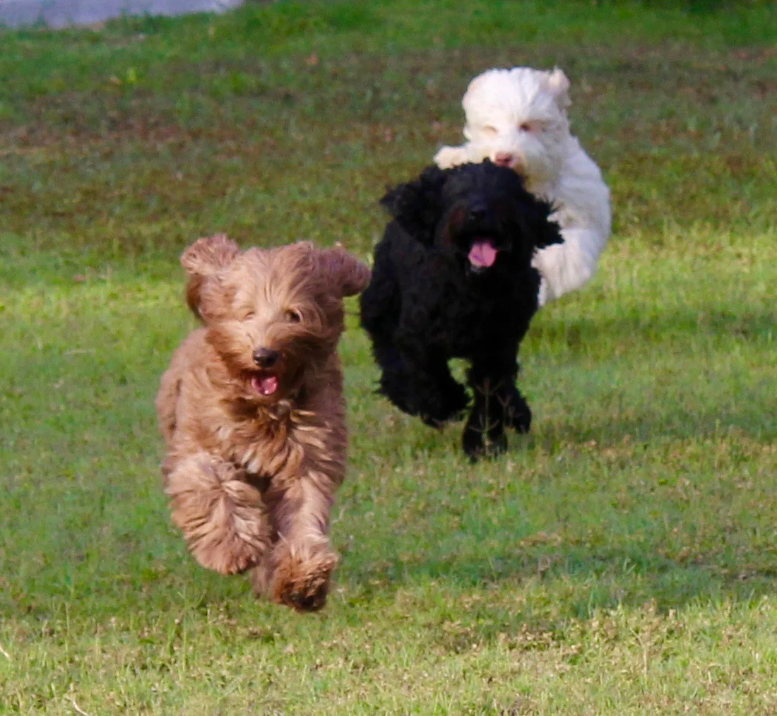 wool coat labradoodle puppies for sale