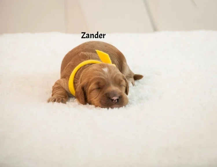 Zander+2+weeks.jpg