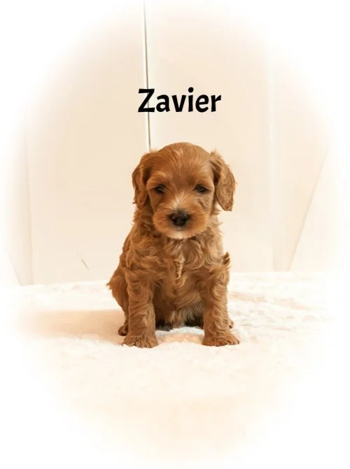 Zavier+6+weeks.jpg