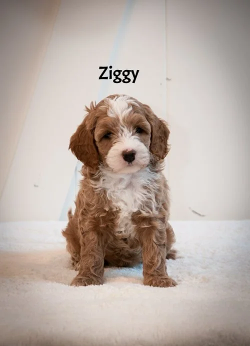 Ziggy+6+weeks.jpg