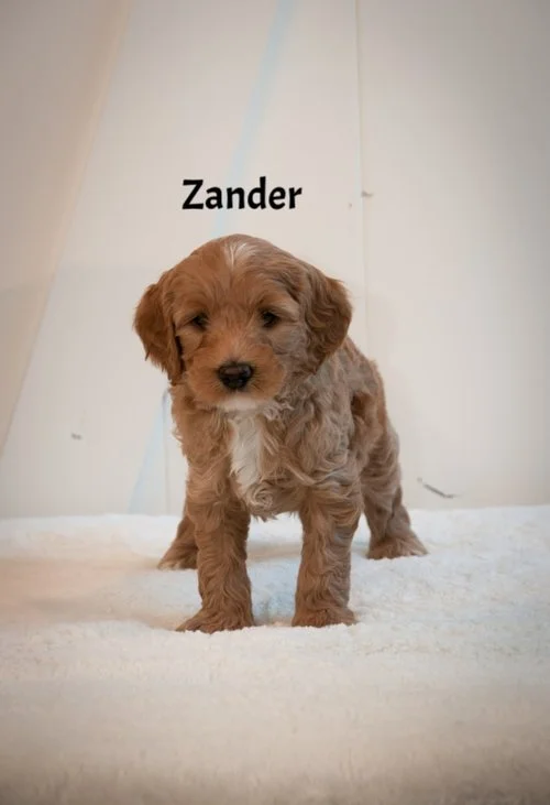 Mr+Zander+6+weeks.jpg