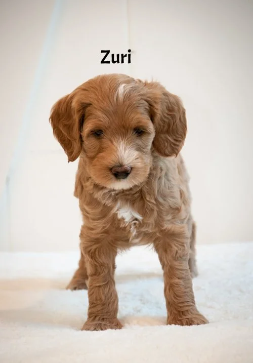 Zuri+standing+6+weeks.jpg