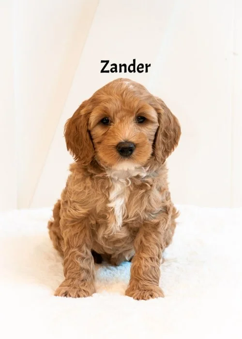 Zander+7+weeks.jpg