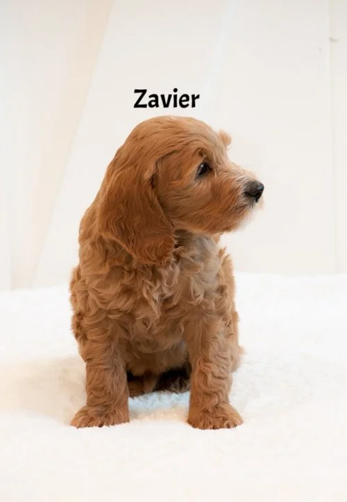 Zavier+7+weeks.jpg