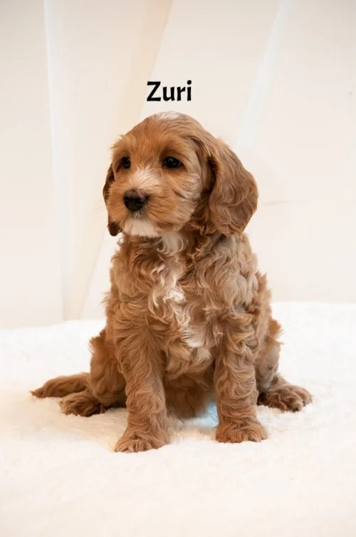 Zuri+7+weeks.jpg