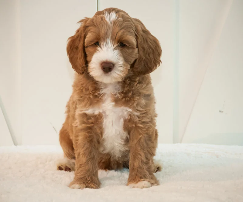 dustin 7 weeks.jpg
