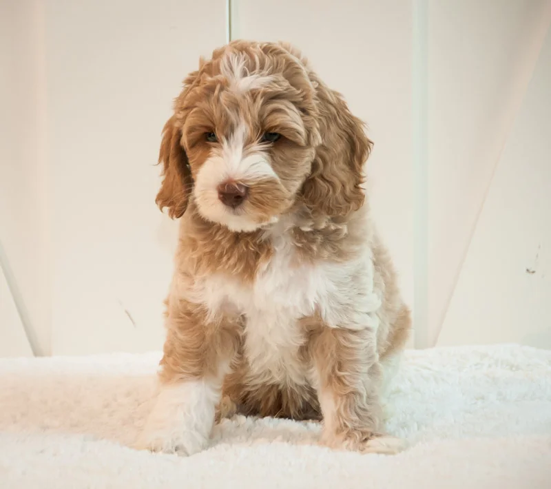 burton 7 weeks.jpg