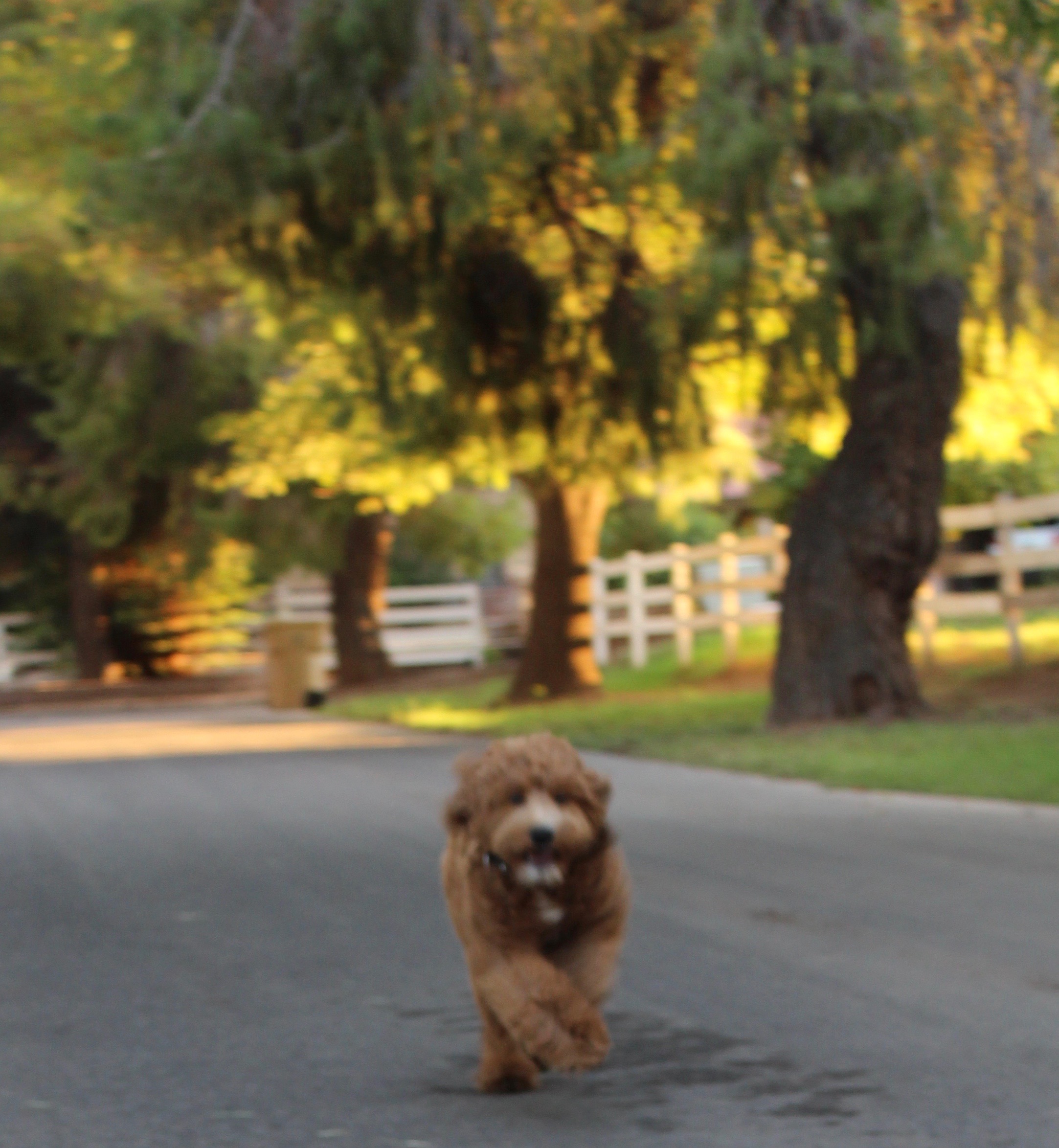 Zoey running w trees.jpg