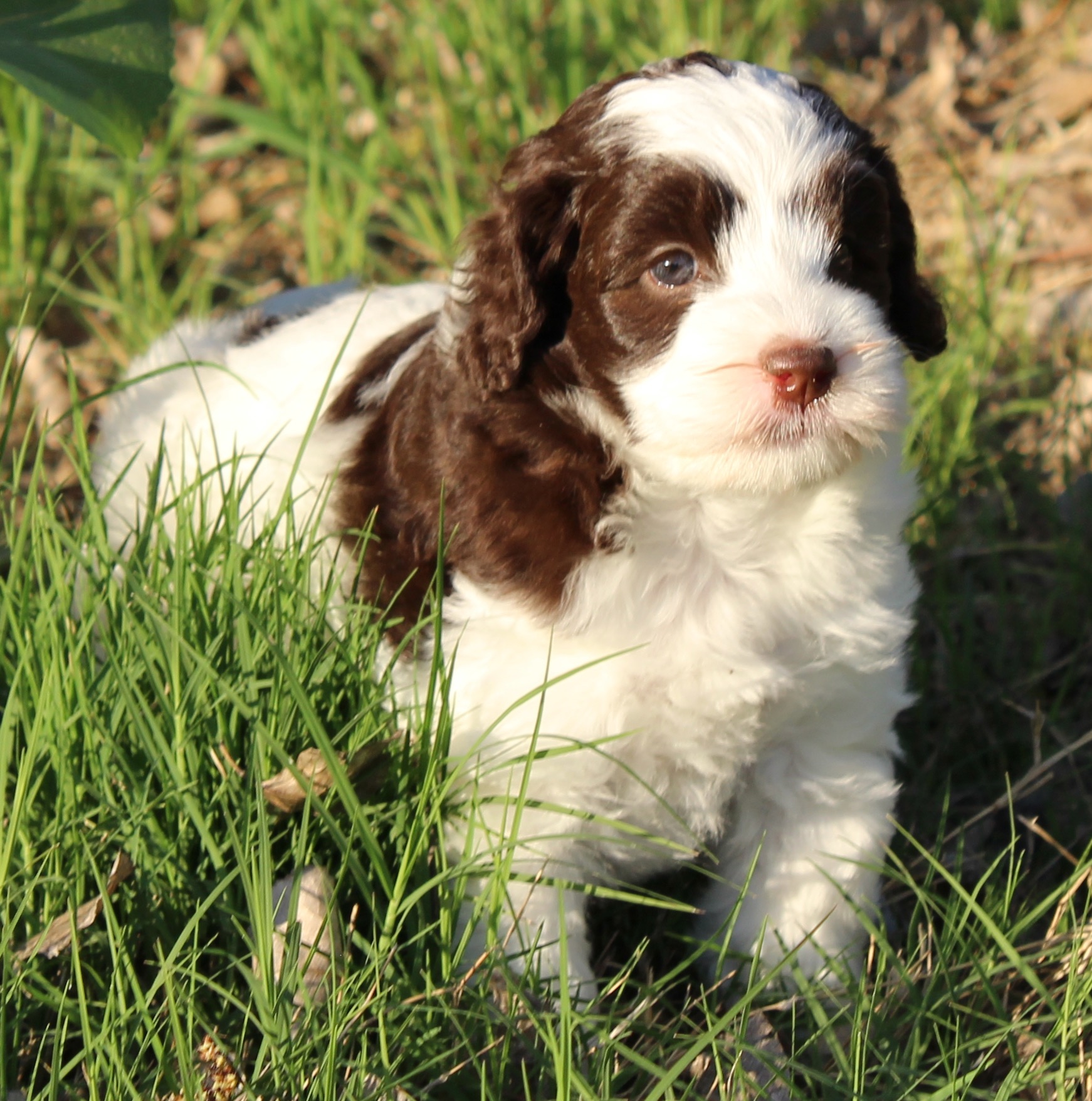 5 weeks~Reagan~Presidential LItter .jpg