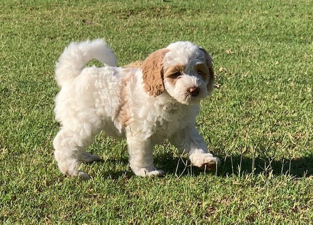 Shiloh 6 weeks Born in the USA LItter .jpg