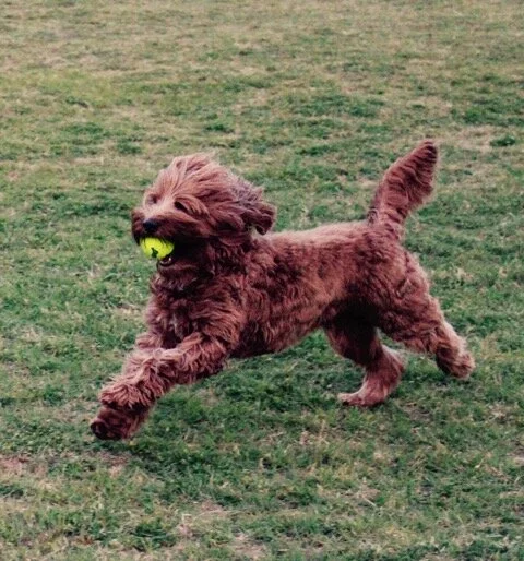 Zeva running.jpeg