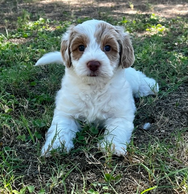 Samson 6 weeks Sunshine Litter .jpg