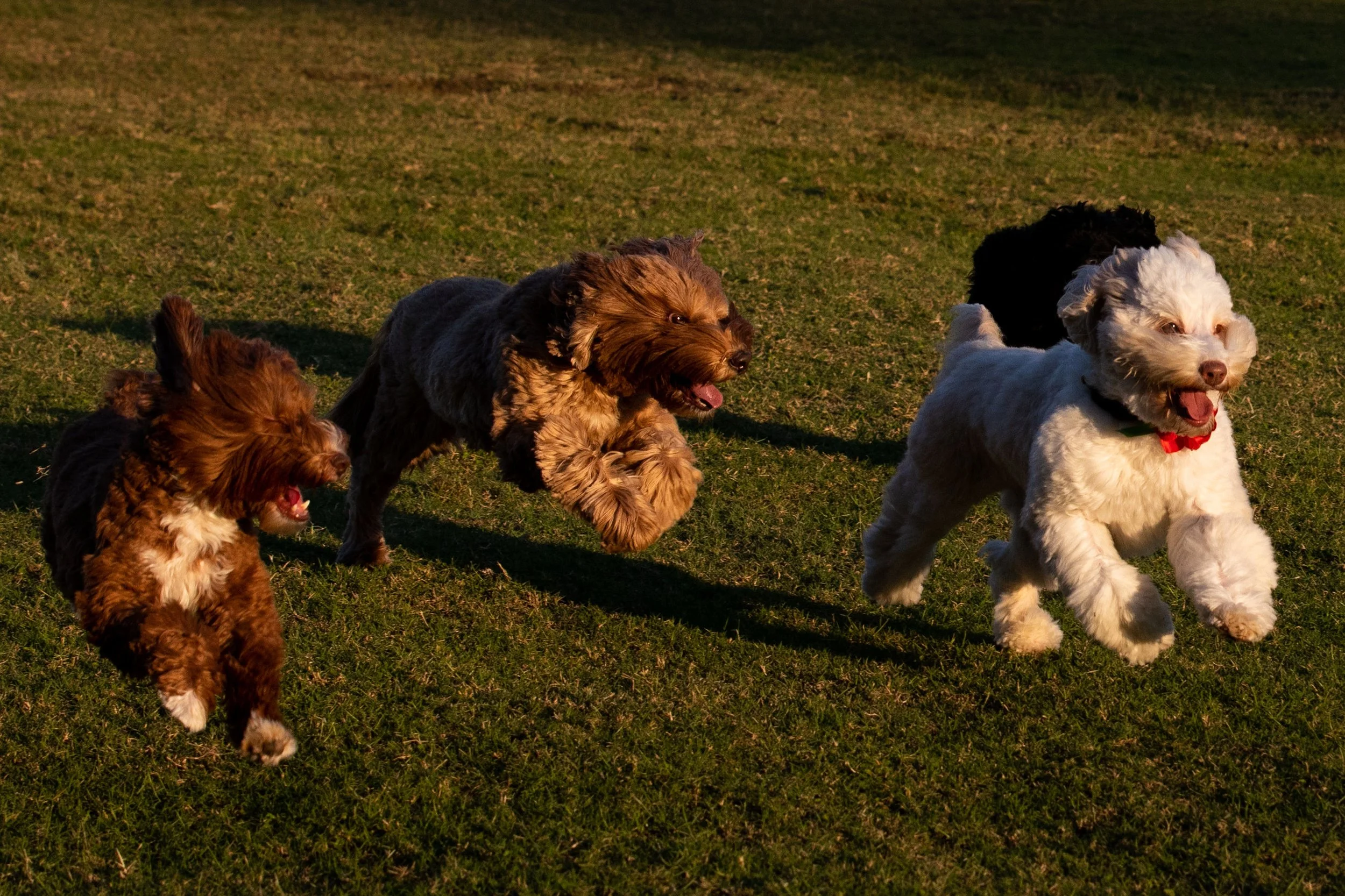 Dogs run in color .JPG