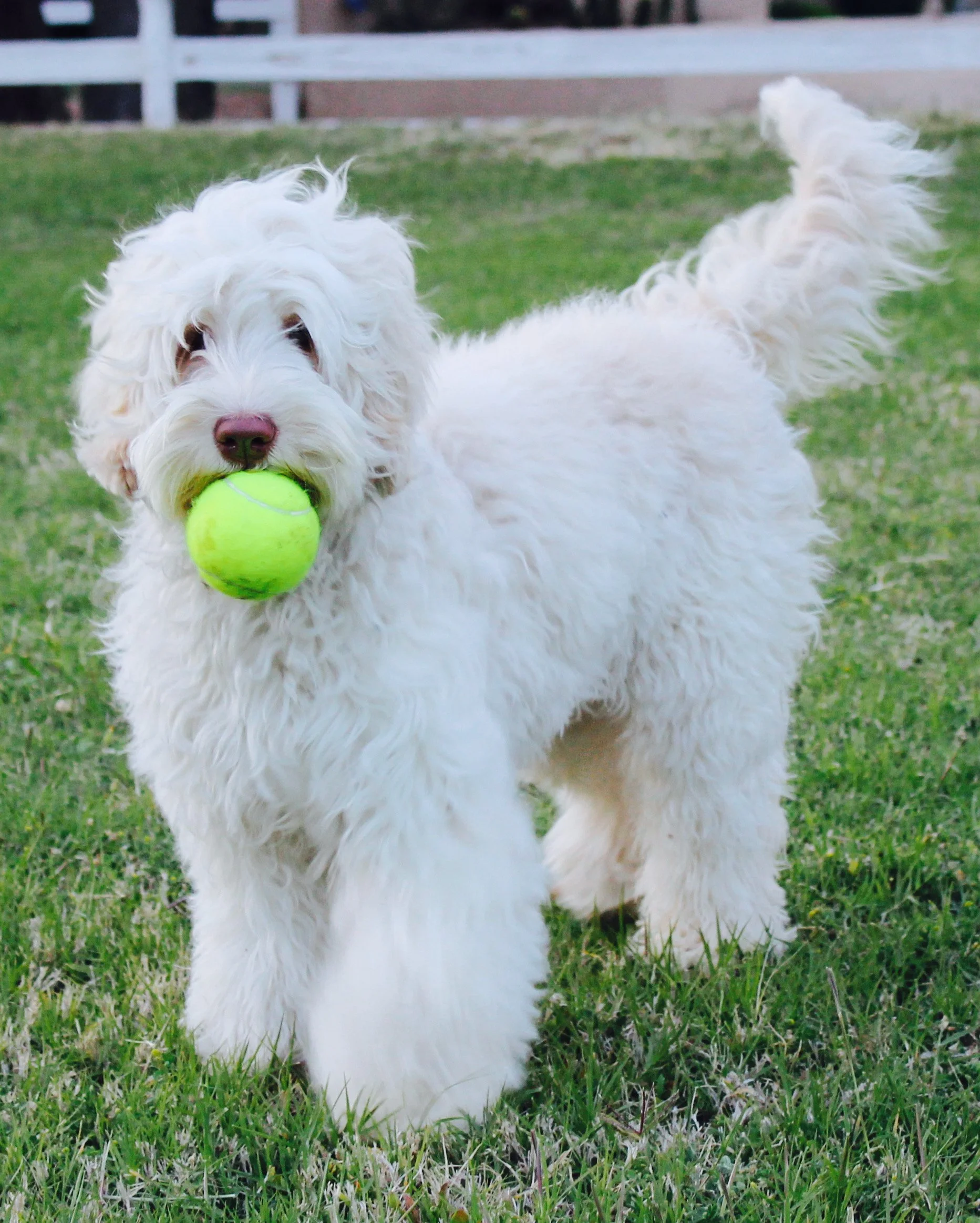 Ella with a ball.jpeg