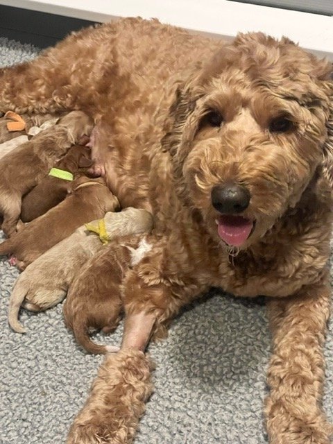 Annie w the Charlie litter .jpg